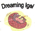 Dreaming Igel Sauerlach